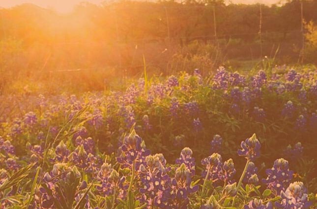 Texas Hill Country Living