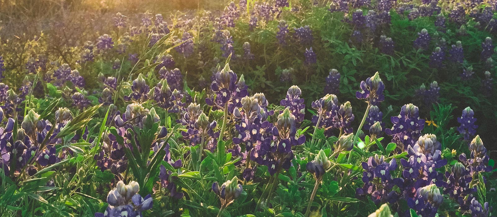 Texas Hill Country real estate